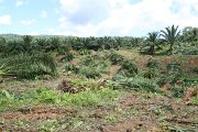 IMG_0167
